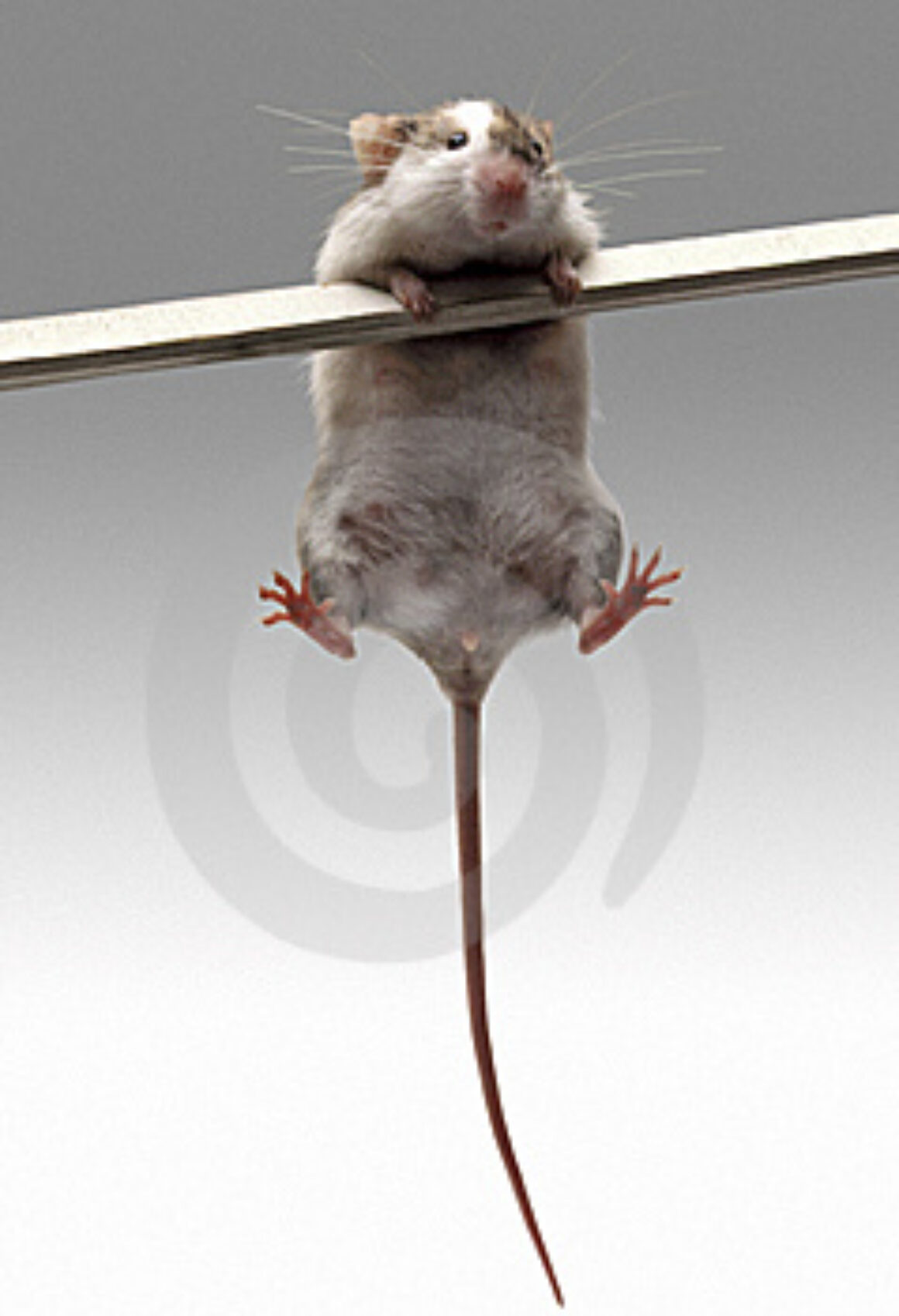 Ánimo, emprendedor!!!