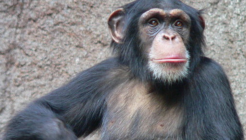 chimpance[1]